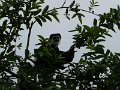 253 251 P1130151